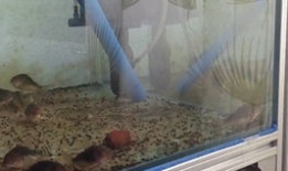 繁殖视频,生命延续的精彩瞬间